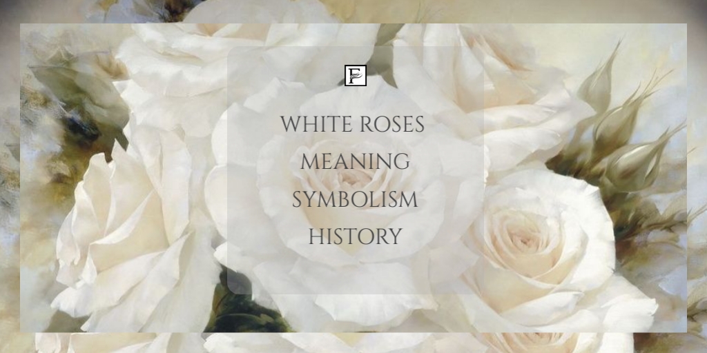 white-roses-which-means-symbolism-history-zeon